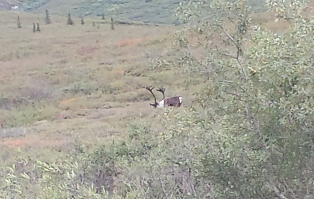 We got a close look at this bull caribou, too, but he was partly hidden.