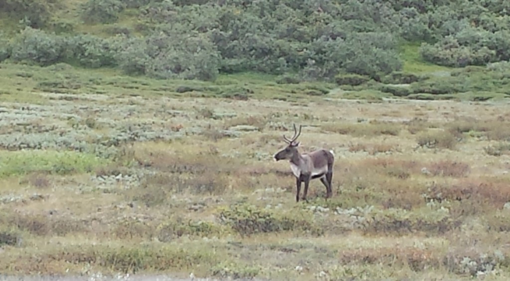 We saw more than a dozen caribou, some in groups, some solitary. This female was probably the closest.