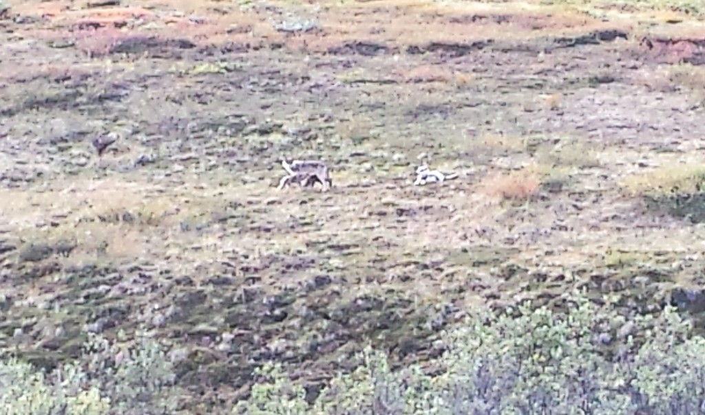 Our coolest wildlife sighting was four wolves. I couldn't zoom enough to catch them clearly, but we got great views through binoculars and they were visible to the naked eye. You can see them here, though they are fuzzy. The white spot just right of center is an alpha female. When the guide first spotted them, she was with the two cubs you can see to the left with a larger wolf. The larger standing wolf is a male the guide first spotted crossing the road ahead of us, heading toward the other three. I couldn't get a good photo of him there (not as good an angle as I had with the bears), but watched him through the binoculars. When he was a hundred yards or so from the other wolves, he threw back his head and howled. The cubs started yipping and greeted him excitedly, jumping up at him and scampering around him. The guide said he was probably not the alpha male, but a young adult wolf. The female didn't get up to greet him, but he went to her and they licked each other's faces. This photo is the tail end of his homecoming celebration, with the cubs still scampering around him. I don't know if I've ever seen anything cooler.