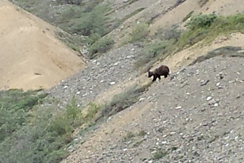 The other bears we saw were all by themselves and farther from the road.