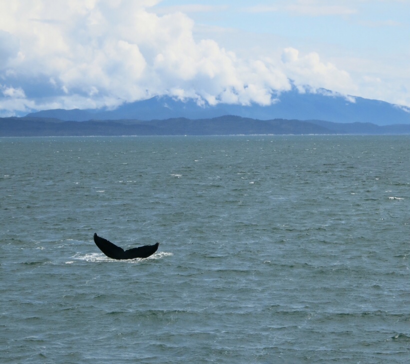 Humpback whale diving off the coast of Juneau.