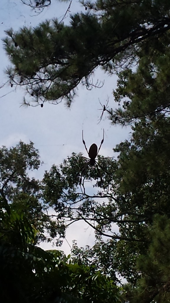 Views with two spiders, such as the one in the foreground here and one farther away behind it, are common at Oakley Plantation.