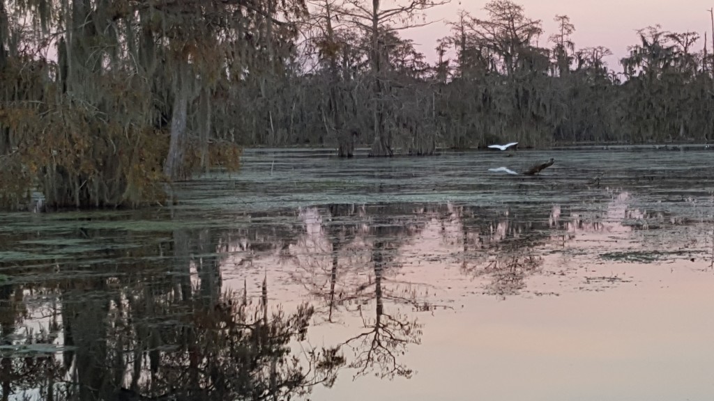 An egret takes an evening flight across the swamp.