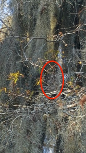 As for the owl hiding in the photo earlier in the story, he's inside the red oval here.