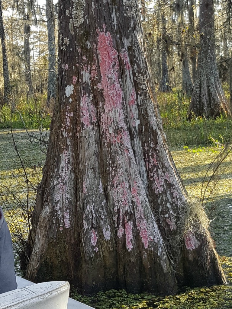 This tree is covered with red lichen.