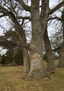 From several yards away, you may not even notice the plow blade protruding from this oak tree, but it's there, a little more than a foot above the ground.